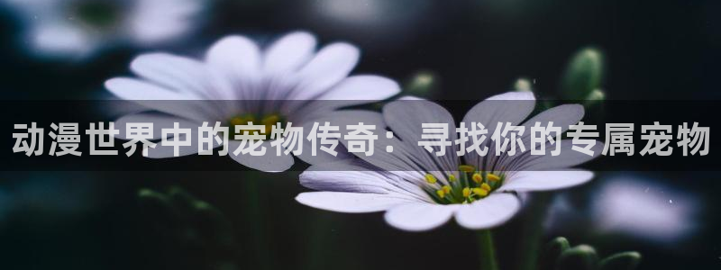 age动漫官网在线入口：动漫世界中的宠物传奇：寻找你的专属宠物